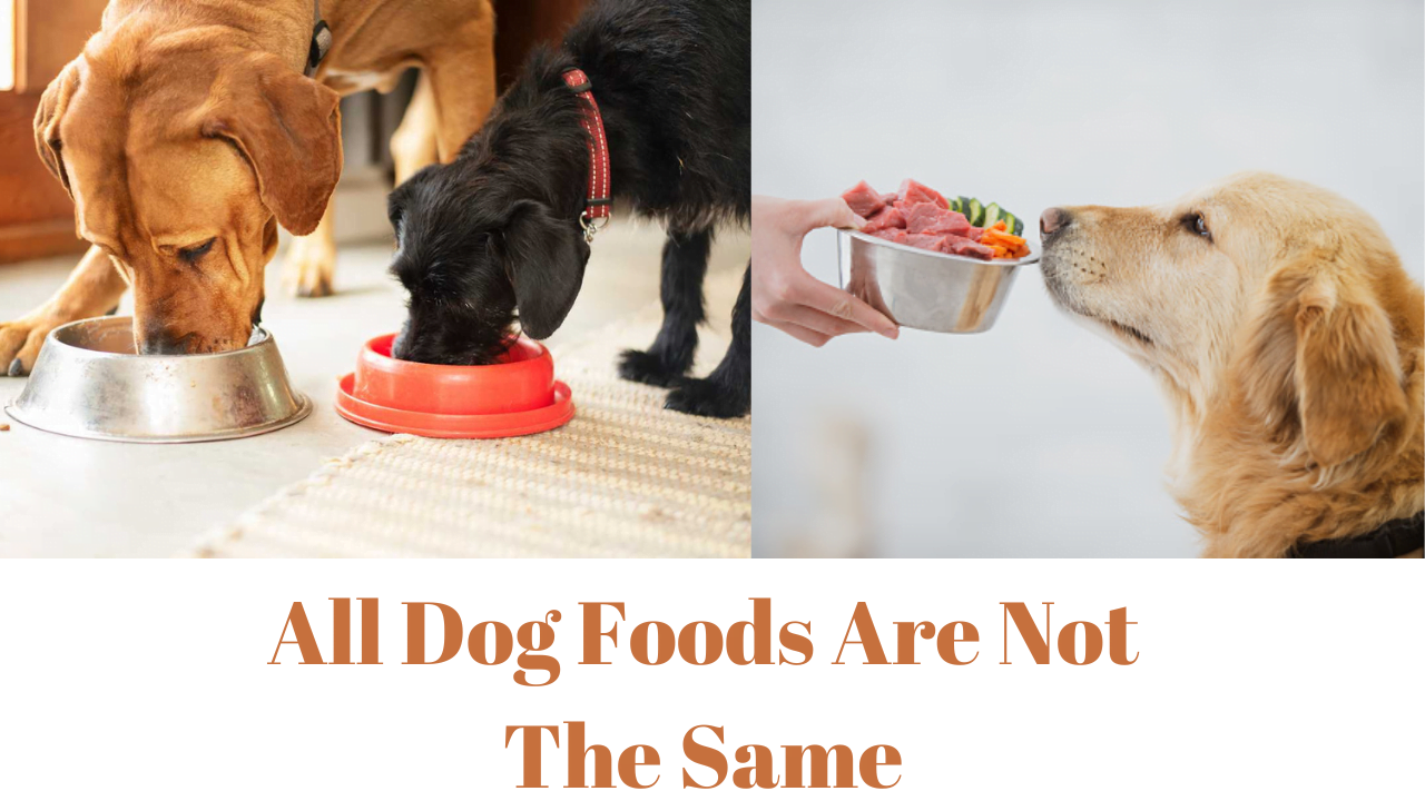 All Dog Foods Are Not The Same