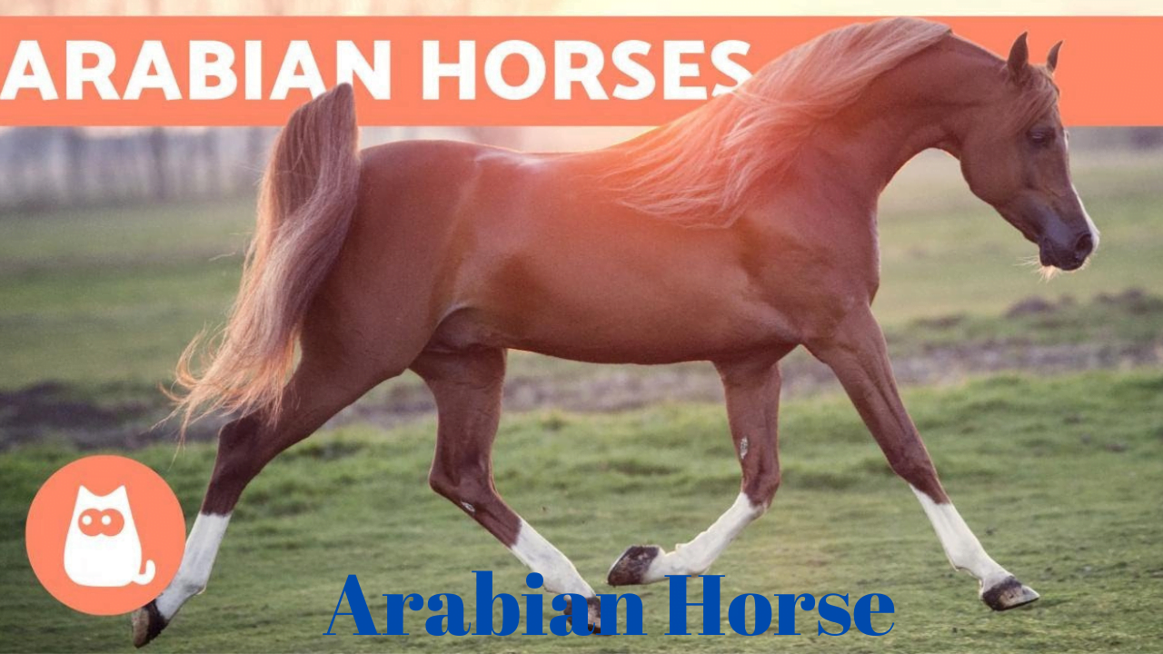 Arabian Horse