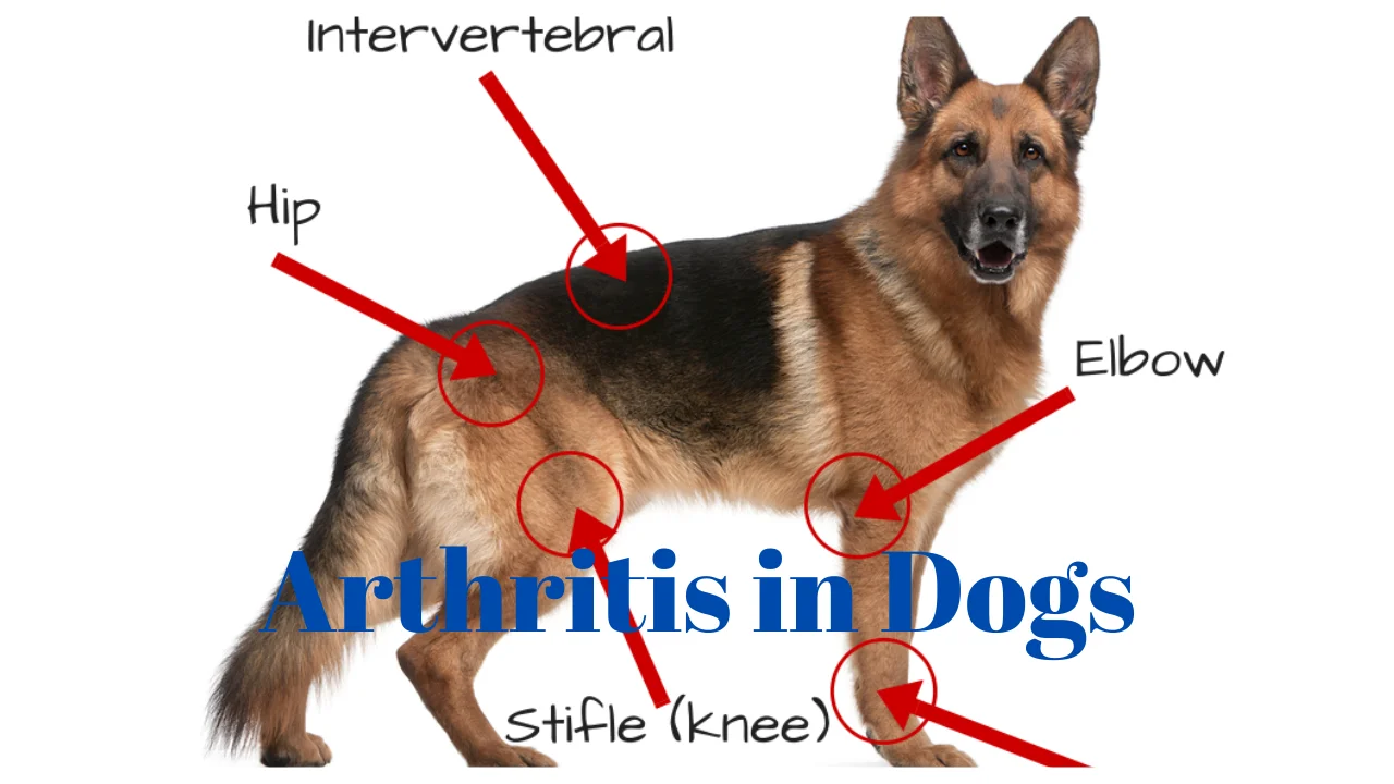 Arthritis in Dogs