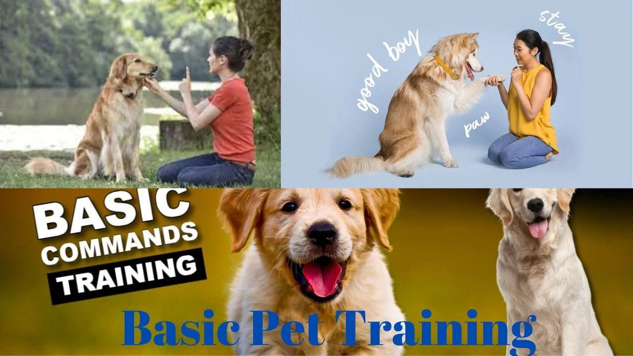Basic Pet Training