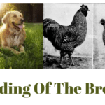 Blending Of The Breeds