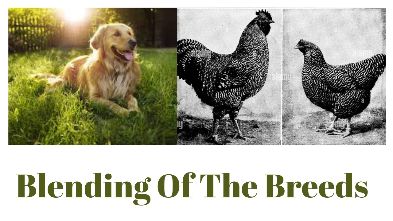 Blending Of The Breeds