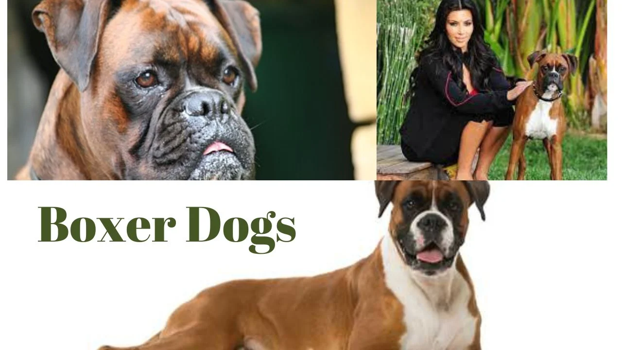 Boxer Dogs