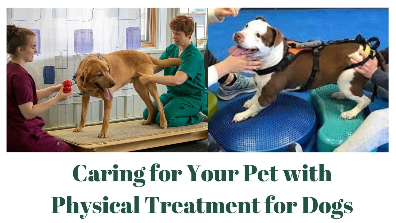 Caring for Your Pet with Physical Treatment for Dogs