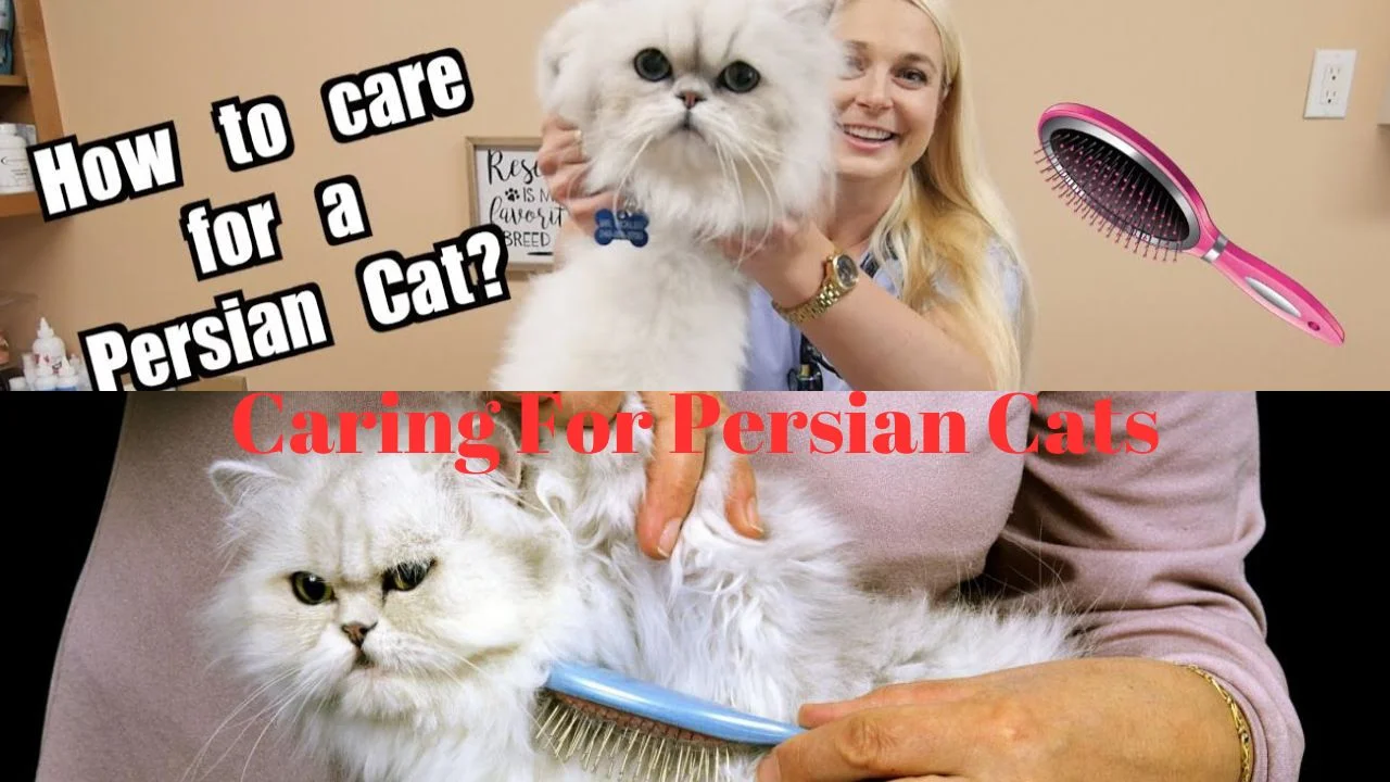 Caring For Persian Cats