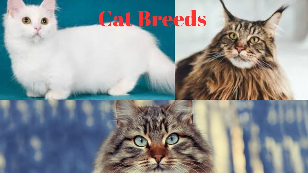 Cat Breeds