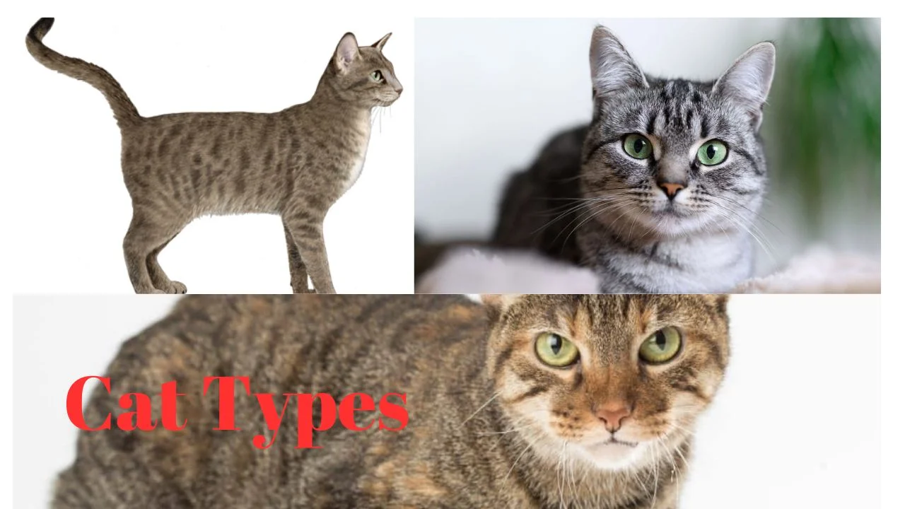 Cat Types