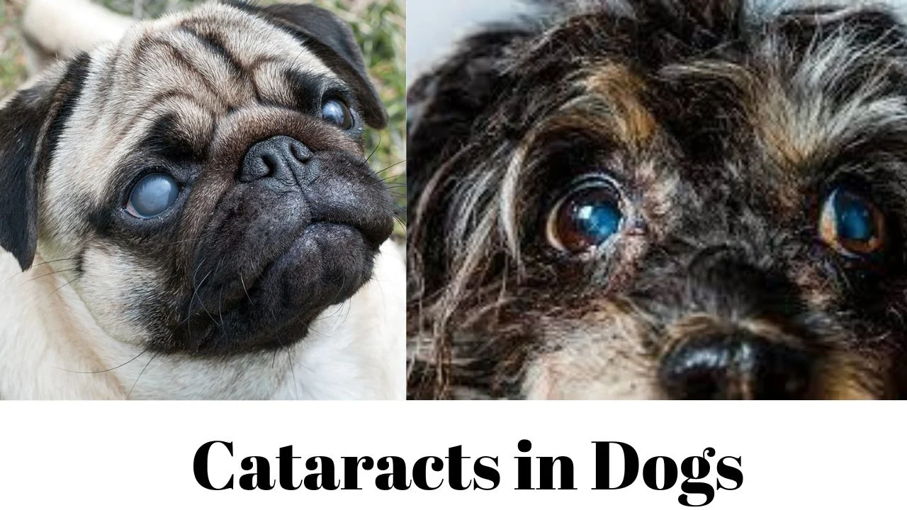 Cataracts in Dogs