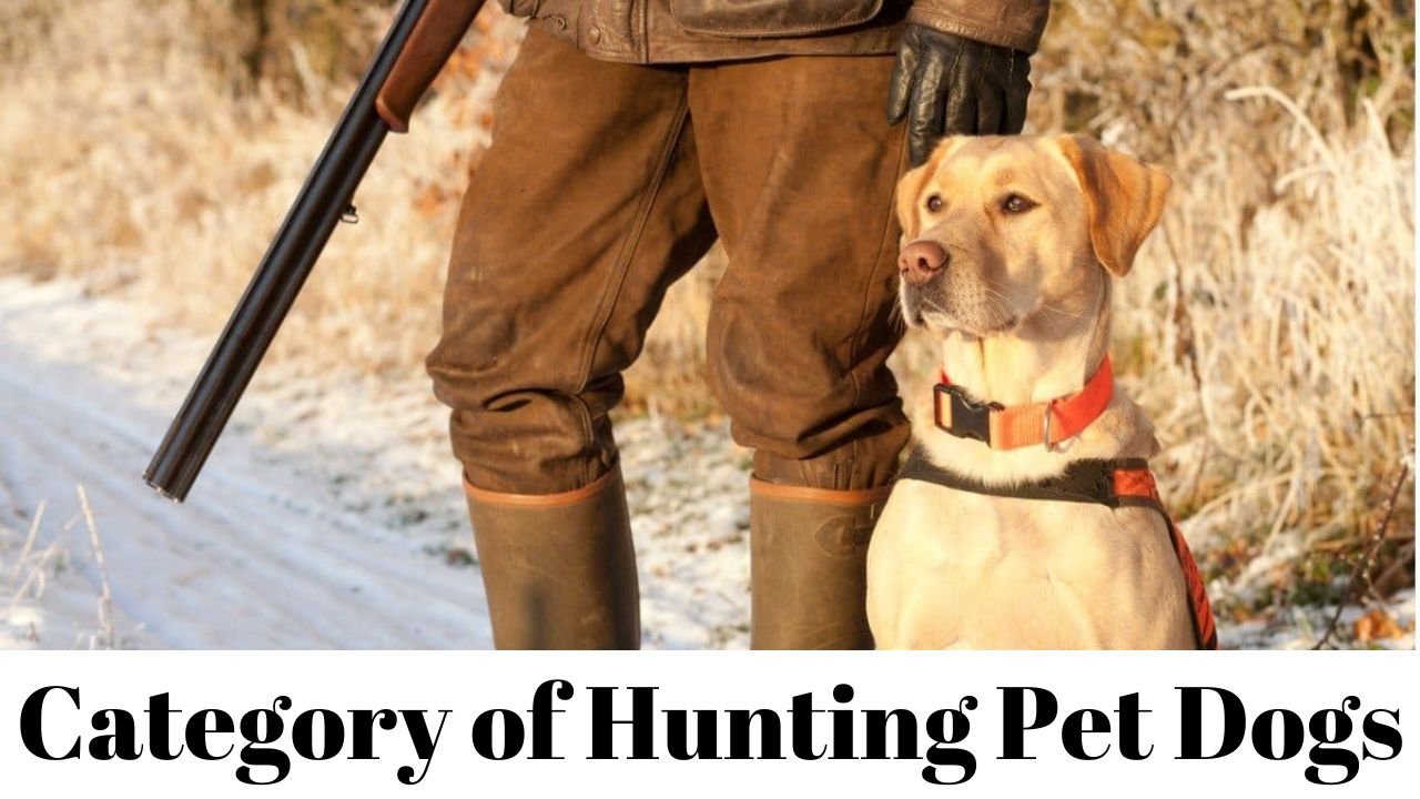 Category of Hunting Pet Dogs