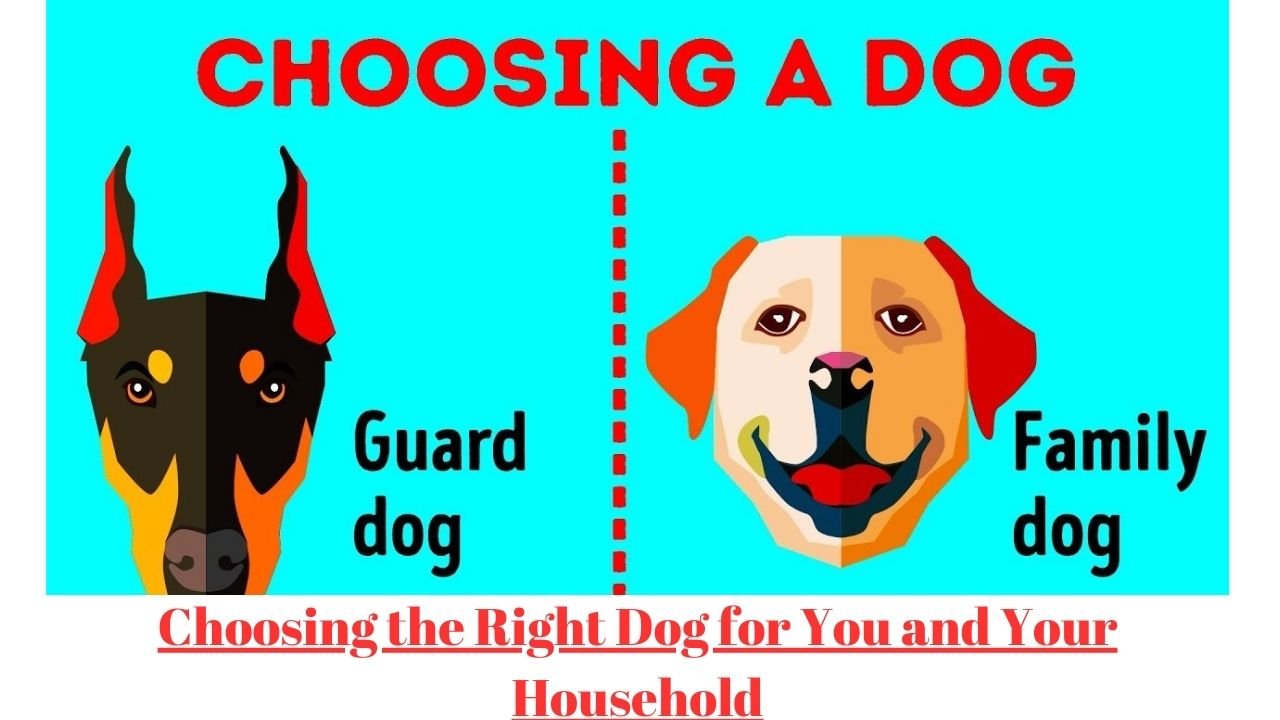 Choosing the Right Dog for You and Your Household