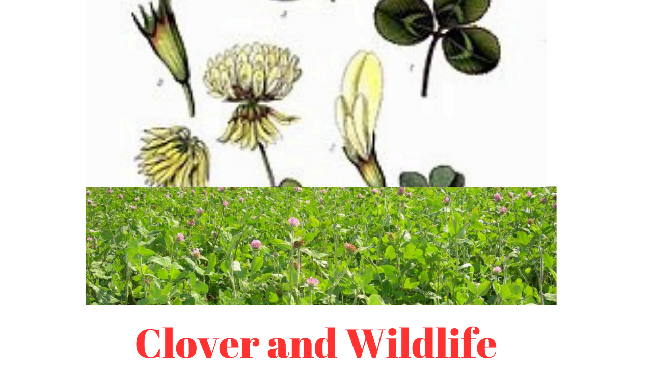 Clover and Wildlife