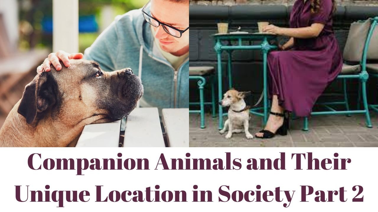 Companion Animals and Their Unique Location in Society Part 2