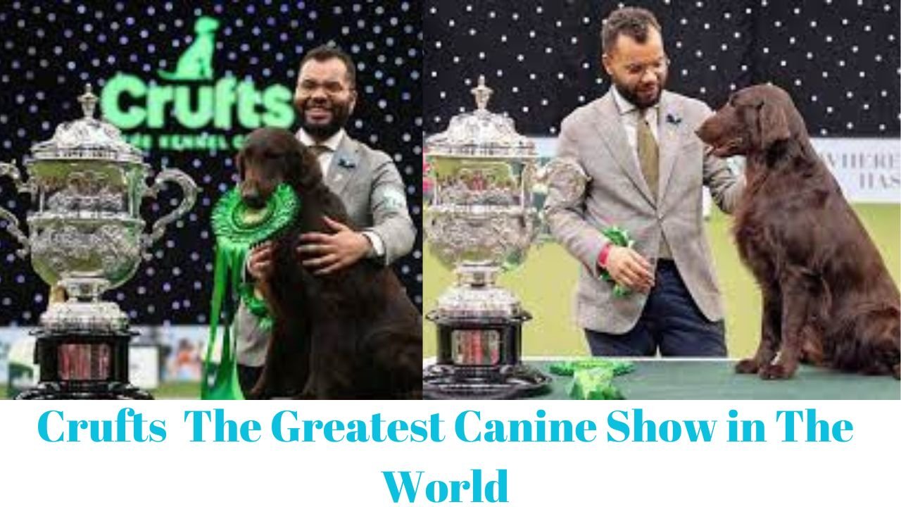 Crufts The Greatest Canine Show in The World