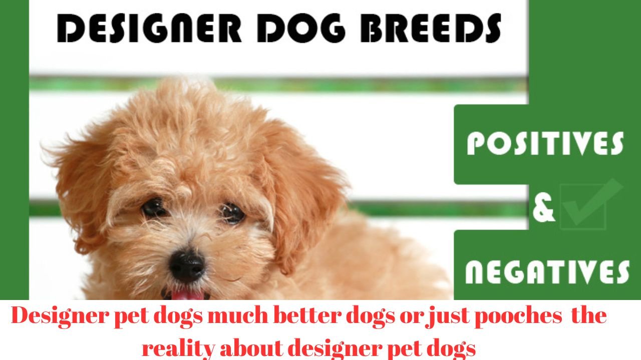 Designer pet dogs much better dogs or just pooches the reality about designer pet dogs