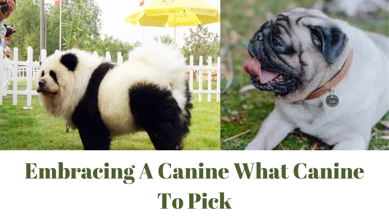 Embracing A Canine What Canine To Pick