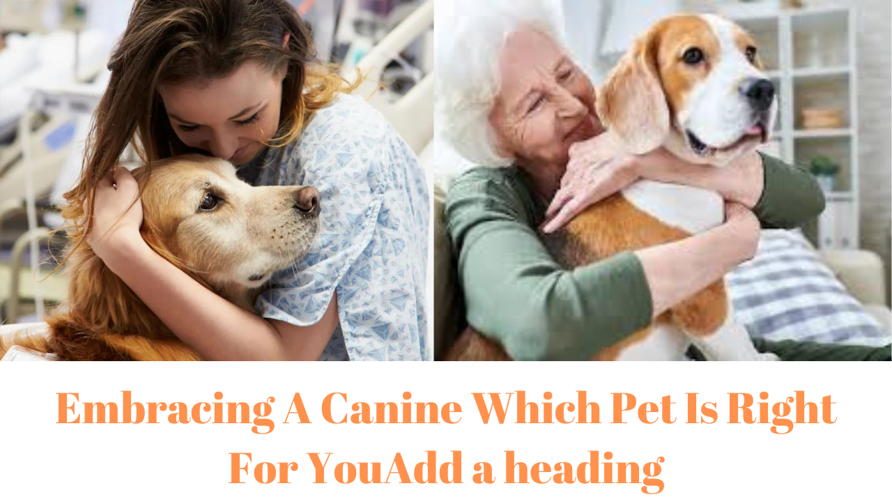 Embracing A Canine Which Pet Is Right For You