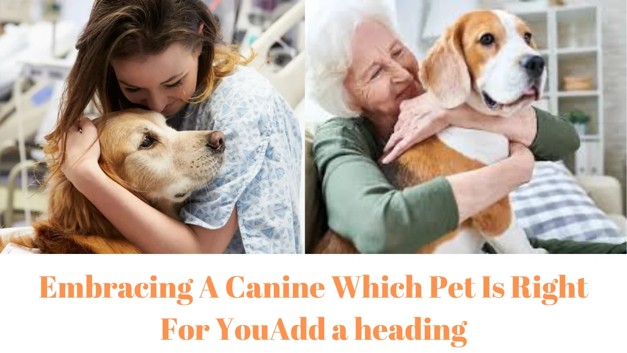 Embracing A Canine Which Pet Is Right For You