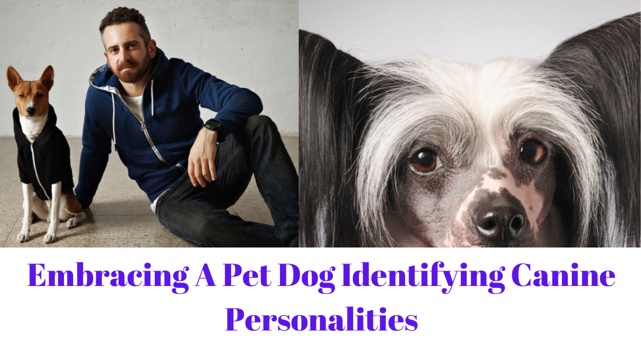 Embracing A Pet Dog Identifying Canine Personalities