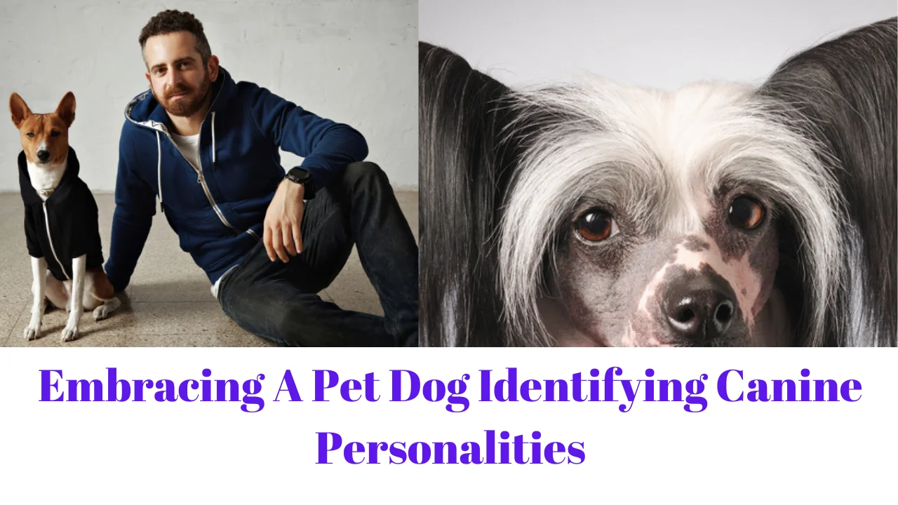 Embracing A Pet Dog Identifying Canine Personalities