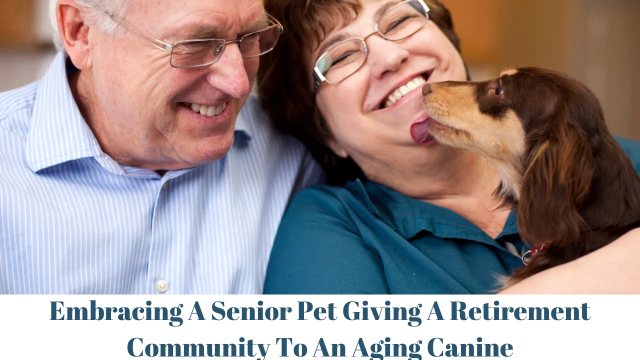 Embracing A Senior Pet Giving A Retirement Community To An Aging Canine