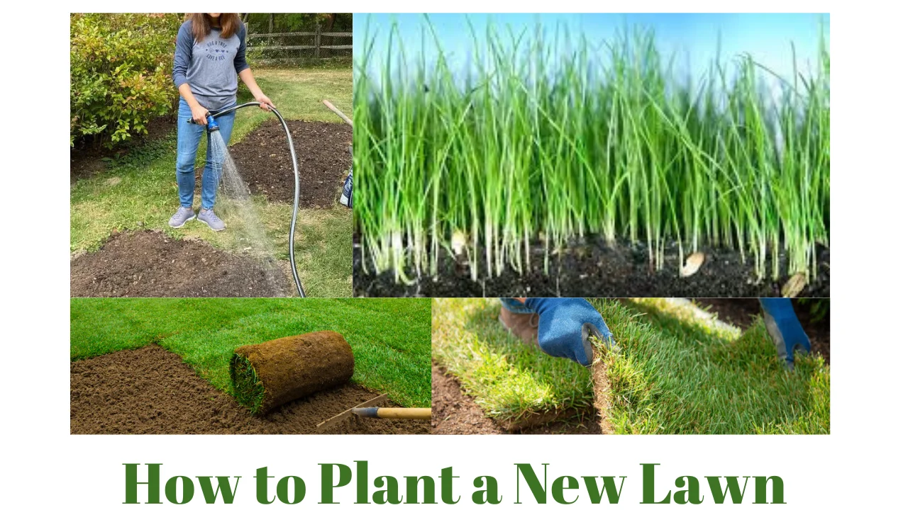 How to Plant a New Lawn
