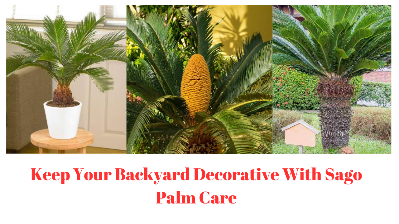 Keep Your Backyard Decorative With Sago Palm Care