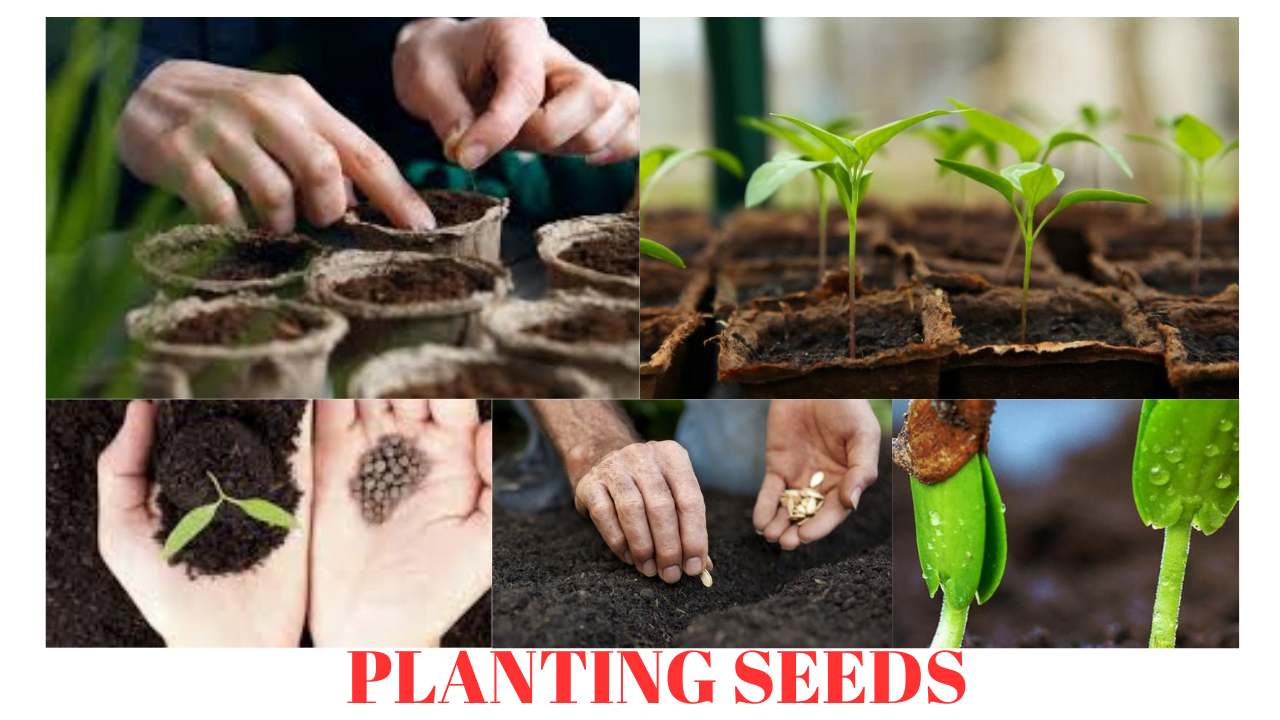 PLANTING SEEDS