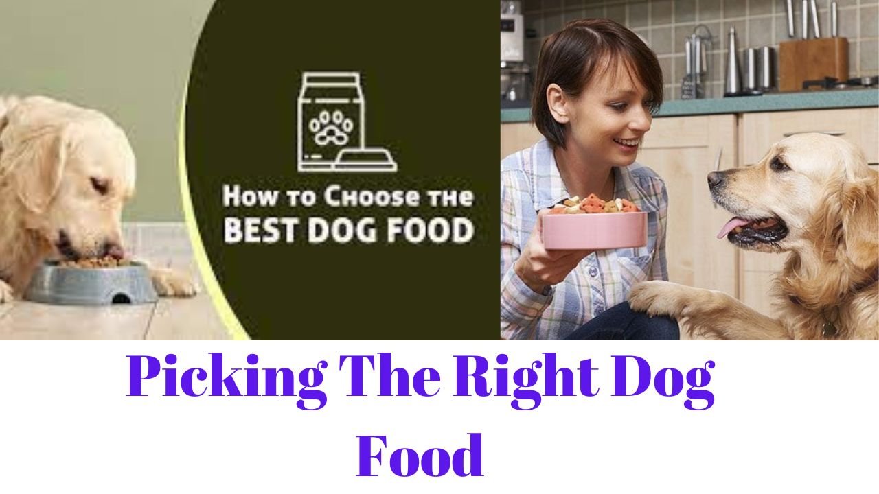 Picking The Right Dog Food