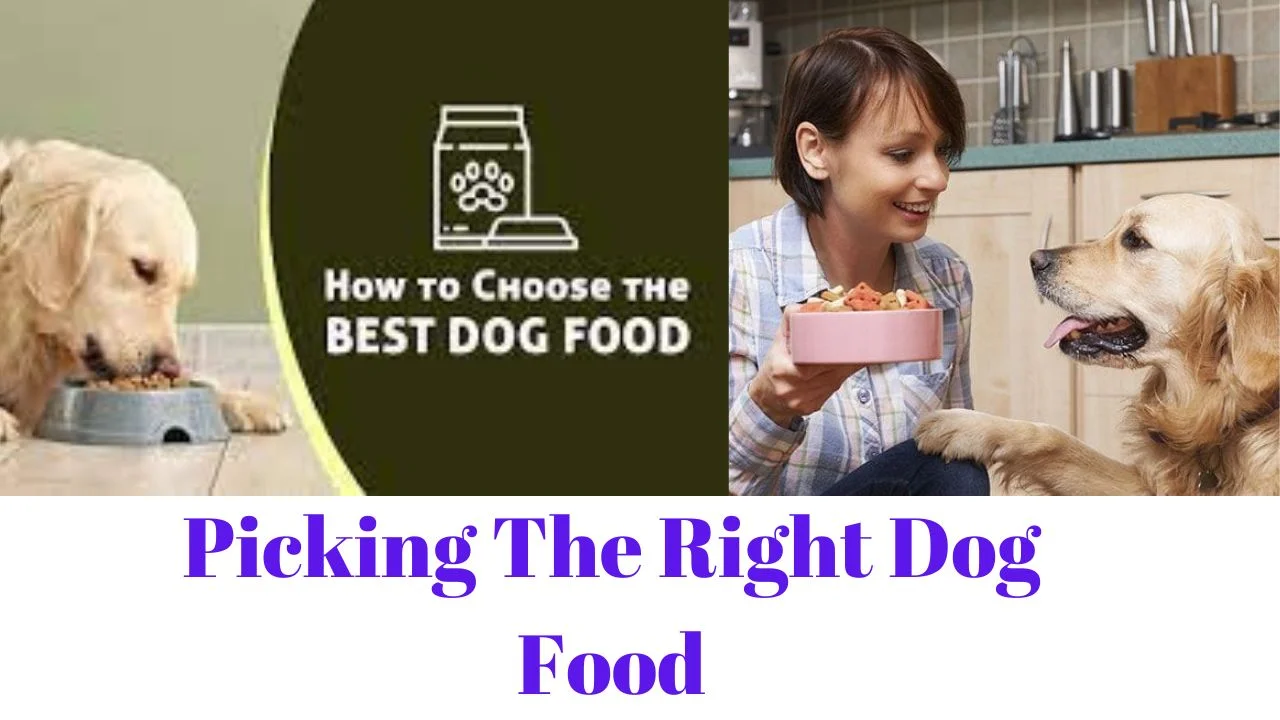 Picking The Right Dog Food