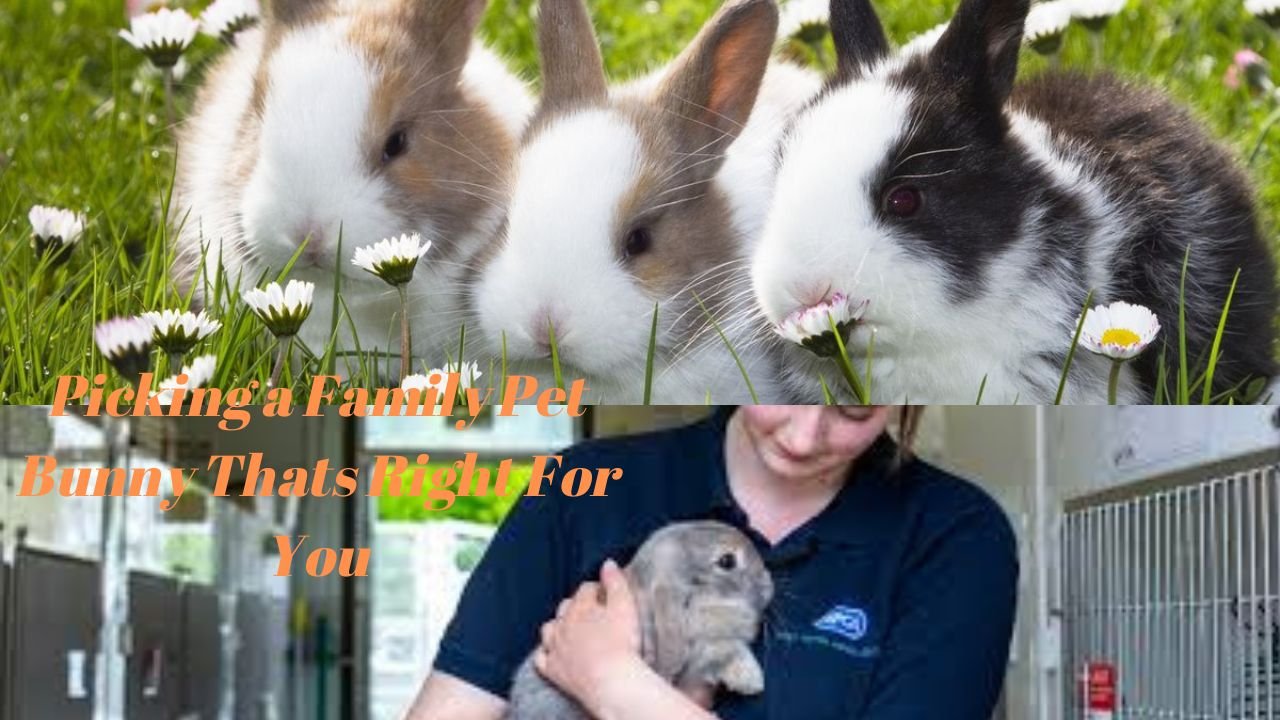 Picking a Family Pet Bunny Thats Right For You