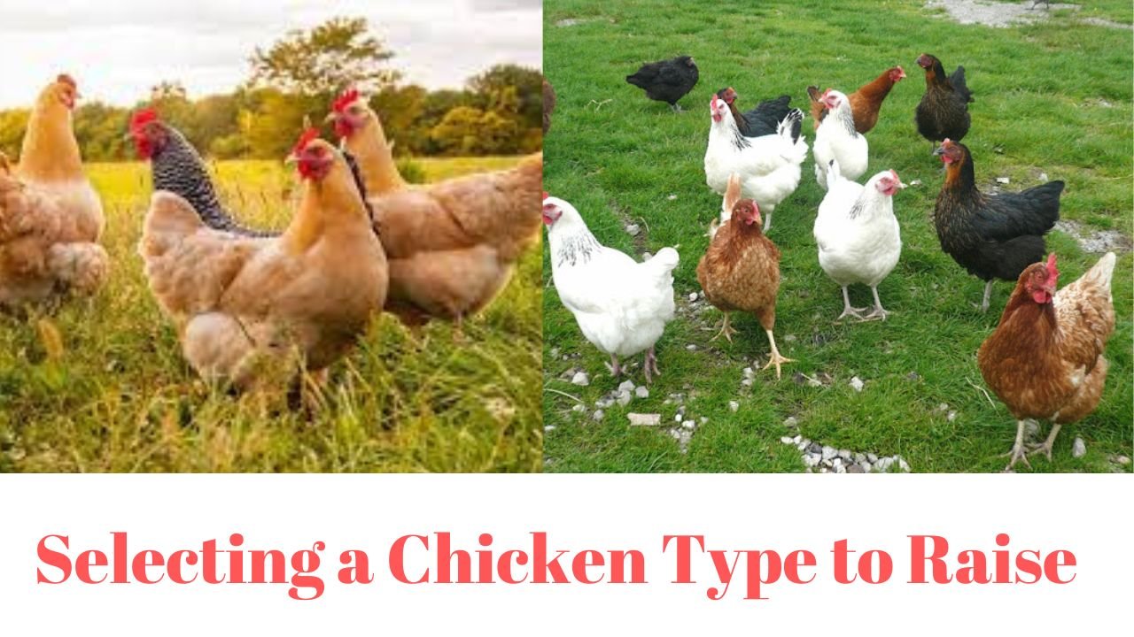 Selecting a Chicken Type to Raise