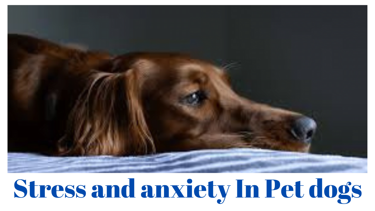 Stress and anxiety In Pet dogs