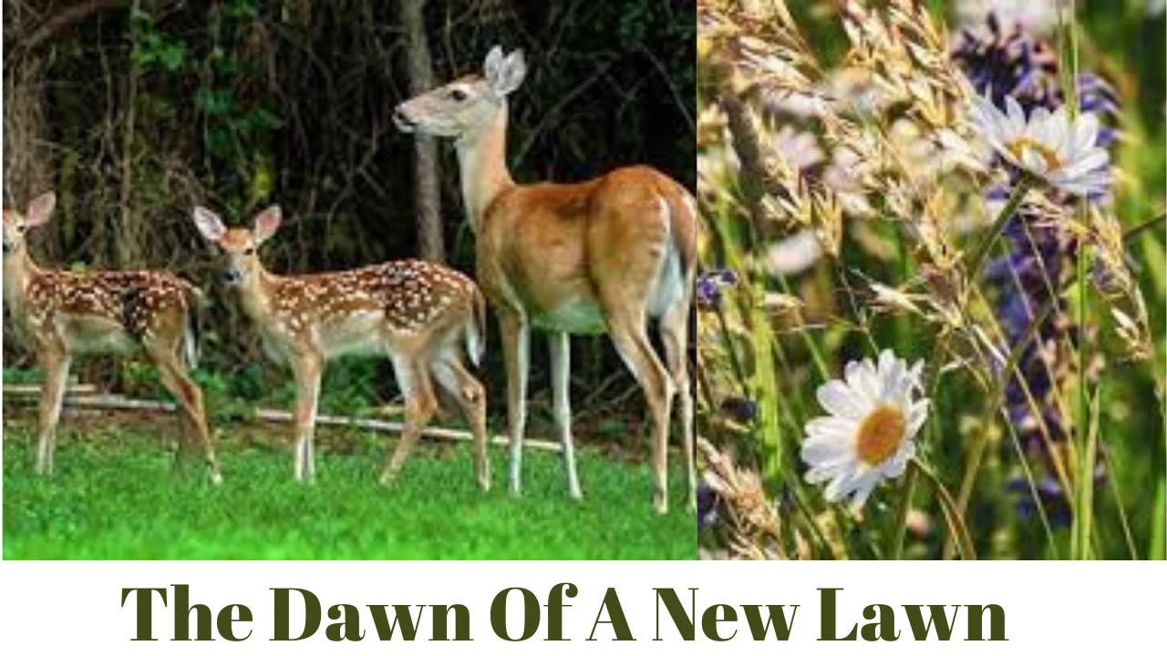 The Dawn Of A New Lawn