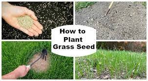 Tips for Seeding New Lawns
