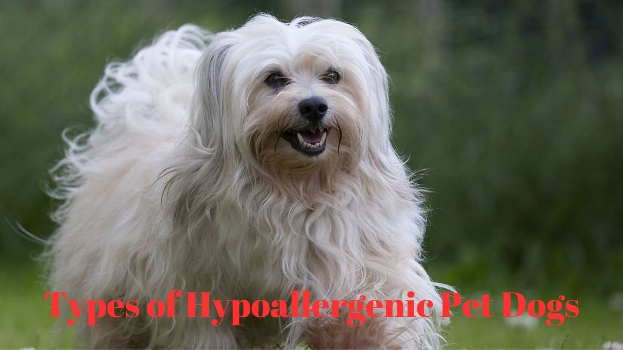 Types of Hypoallergenic Pet Dogs