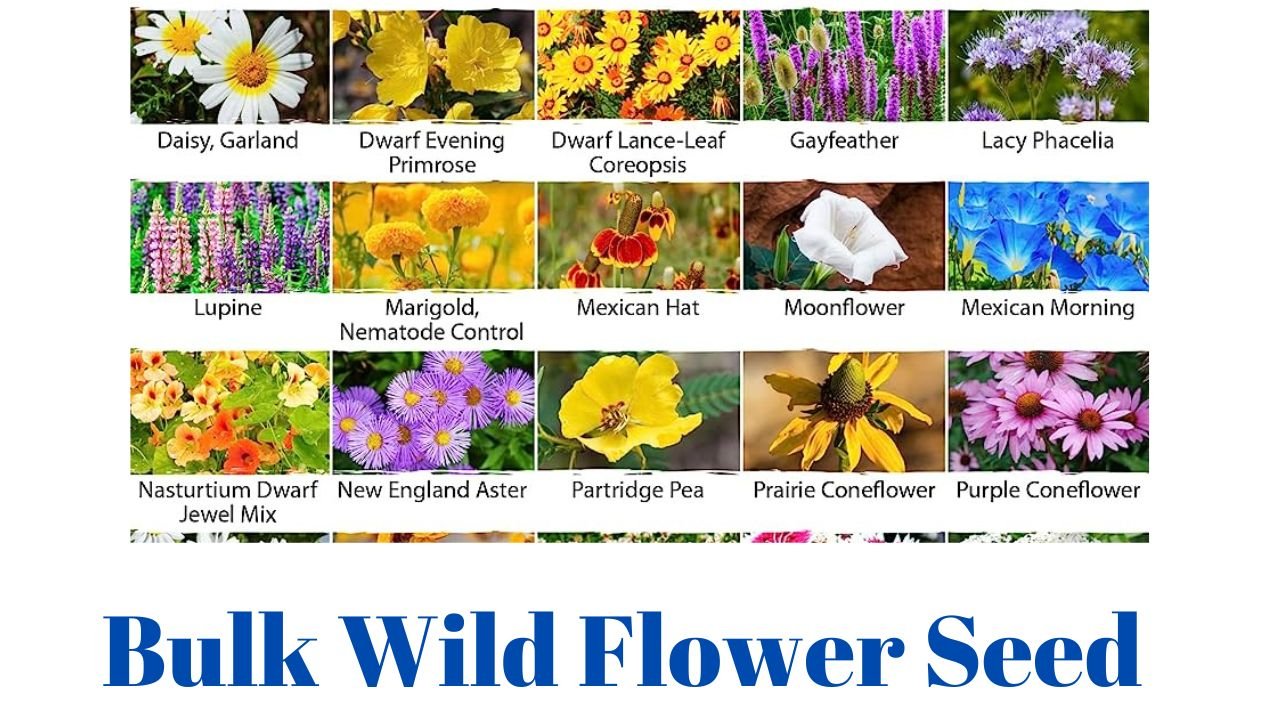 Bulk Wild Flower Seed