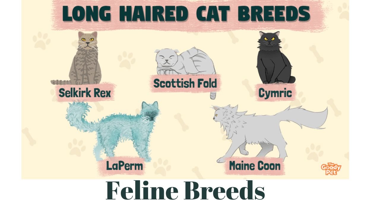 Feline Breeds