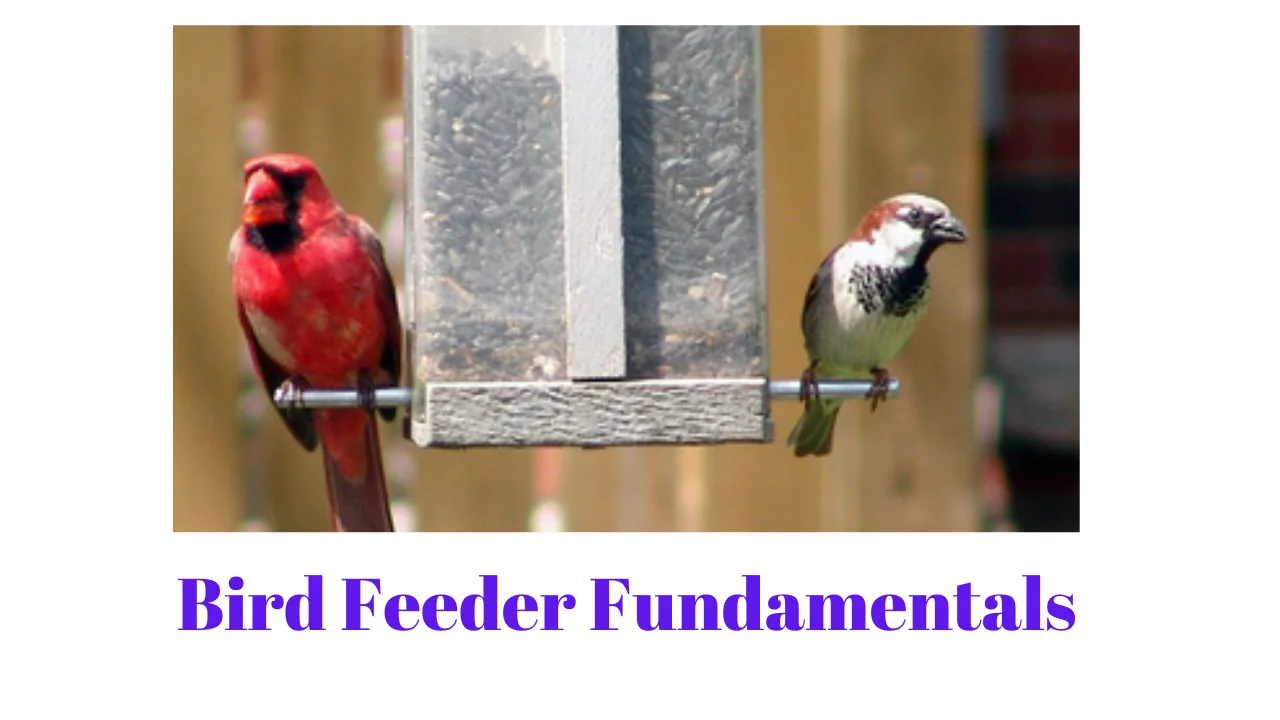 Bird Feeder Fundamentals