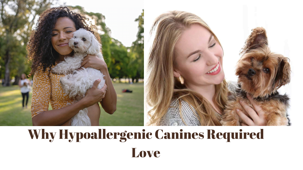 Why Hypoallergenic Canines Required Love