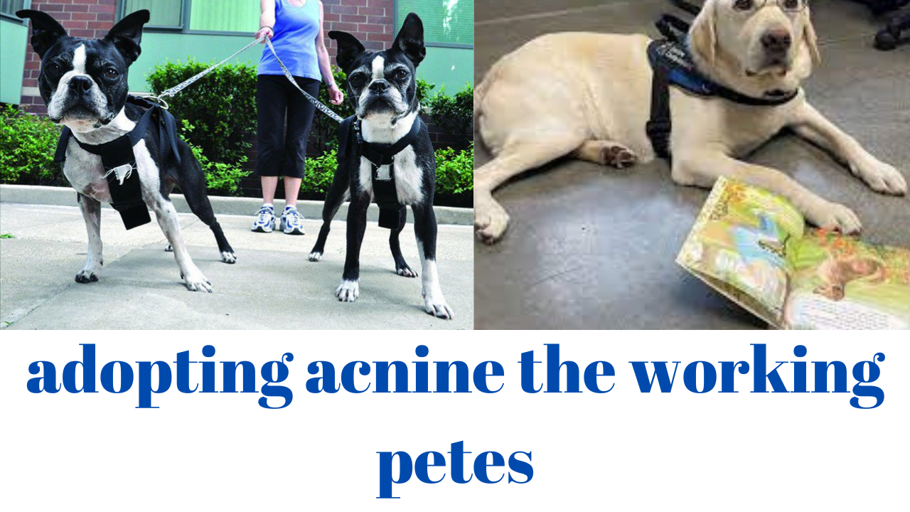 adopting acnine the working petes